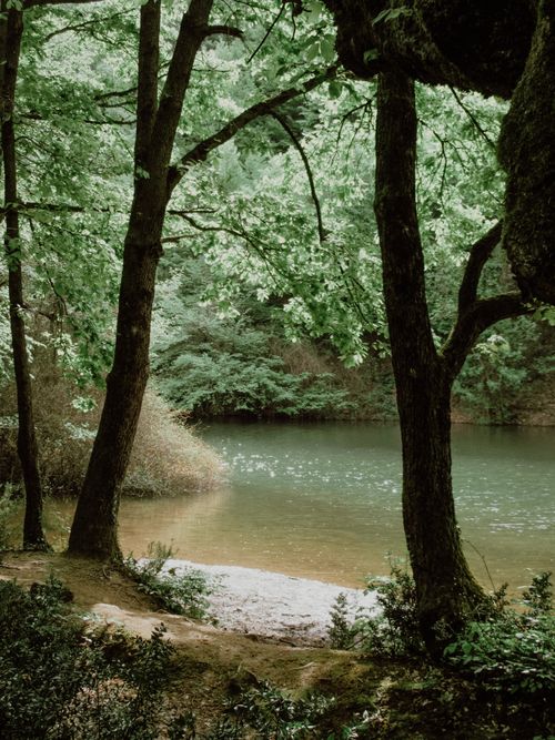 Free Serene view of a forest stream surrounded by lush greenery in Şile, İstanbul. Stock Photo