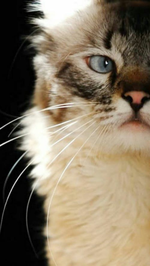 Základová fotografie zdarma na téma kočičí obličej, siamská kočka