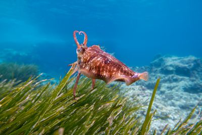 The World's Oldest Known Living Organism Is a Seagrass Meadow