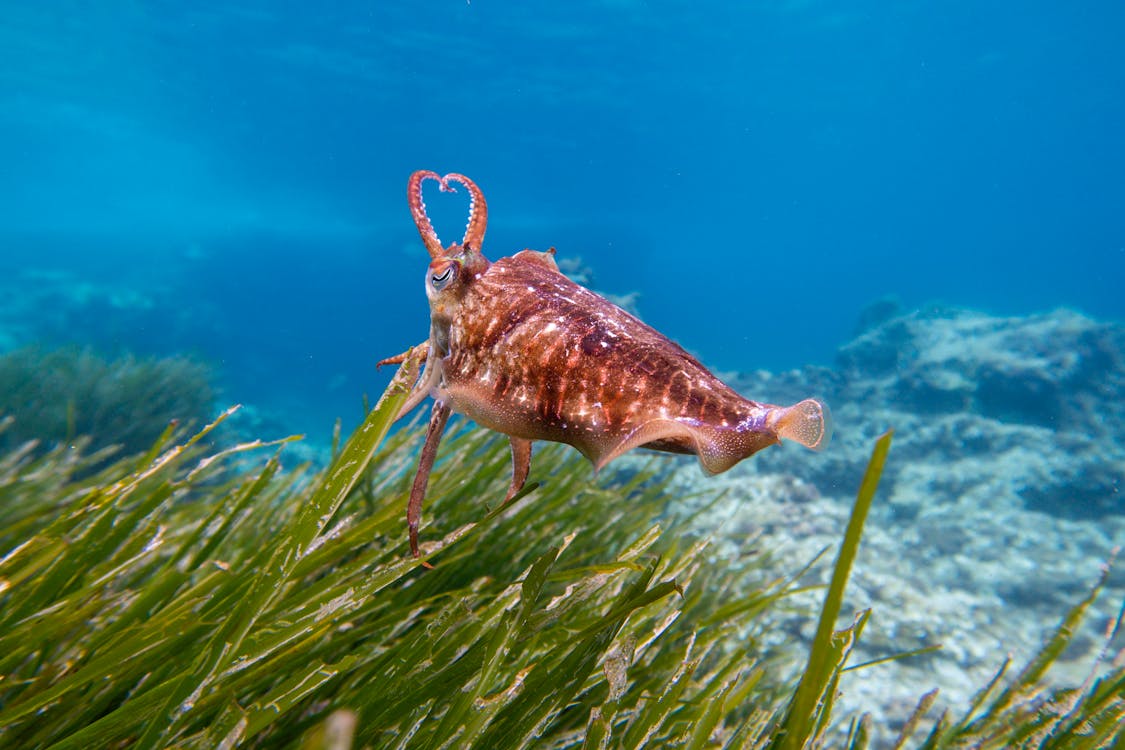 Close-Up Shot of a Cuttlefish 