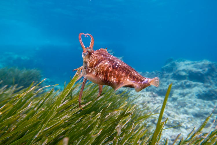 Close-Up Shot Of A Cuttlefish 