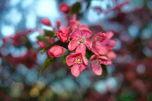 Ilmainen kuvapankkikuva tunnisteilla apple, kasvaminen, kirsikka