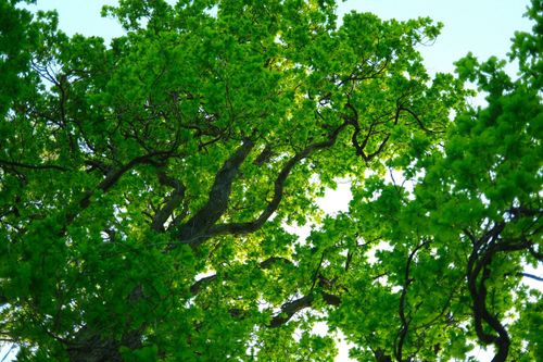 Free Vibrant green foliage of a tree viewed from below with sunlight filtering through. Stock Photo