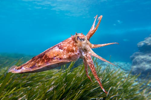 A Cuttlefish Underwater 
