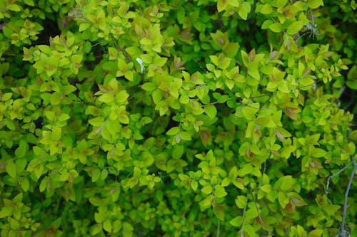 Close-up Of Growing Leaves