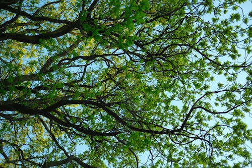 Foto profissional grátis de árvore, céu azul, filiais