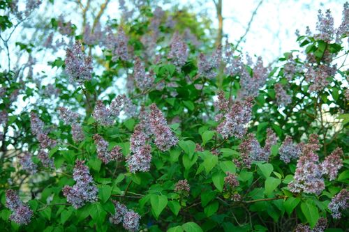 Free Blooming lilac bushes with vibrant flowers create a lush spring garden scene. Stock Photo