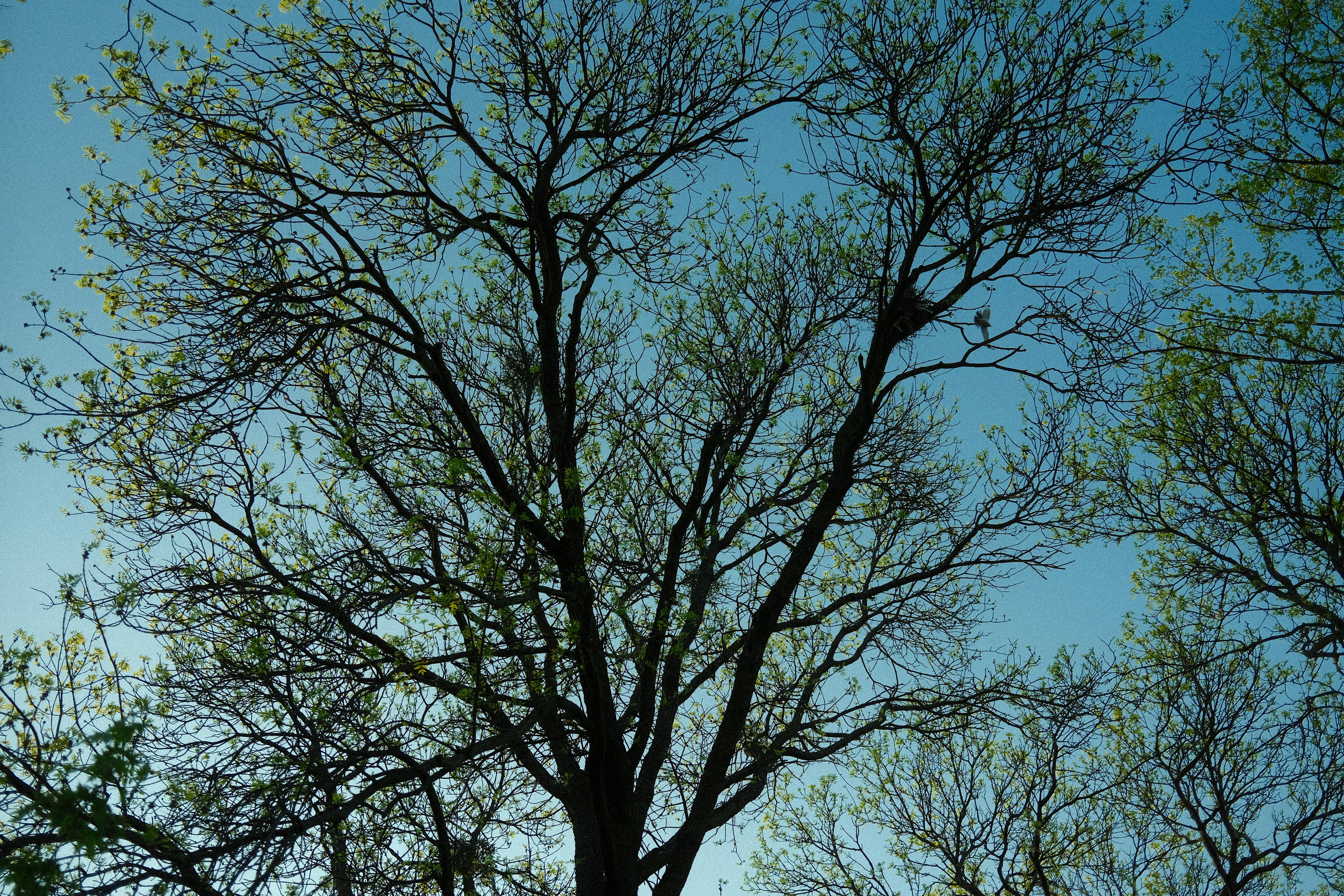 Field sky tree landscape wallpaper | 2048x1365 | 218925 | WallpaperUP