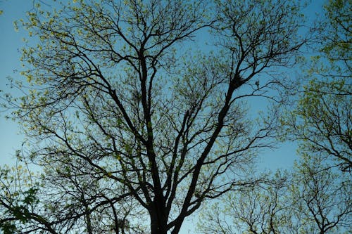 Trees with Green Leaves on Blue Sky Background