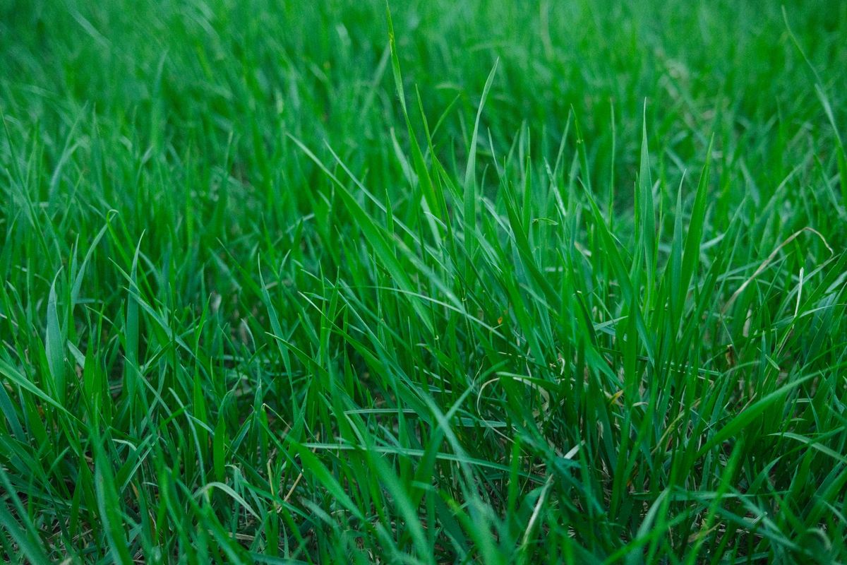 Close-up of vibrant green grass blades in a well-lit meadow, perfect for nature-themed projects.
