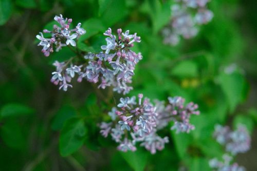 Free Close-up of lilac flowers with vibrant spring greenery, highlighting natural beauty. Stock Photo