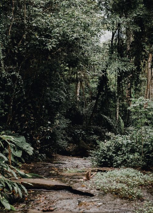 Free Serene scene of a lush green forest with a peaceful stream flowing through. Stock Photo