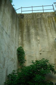 A green plant thriving against a towering concrete wall outdoors.