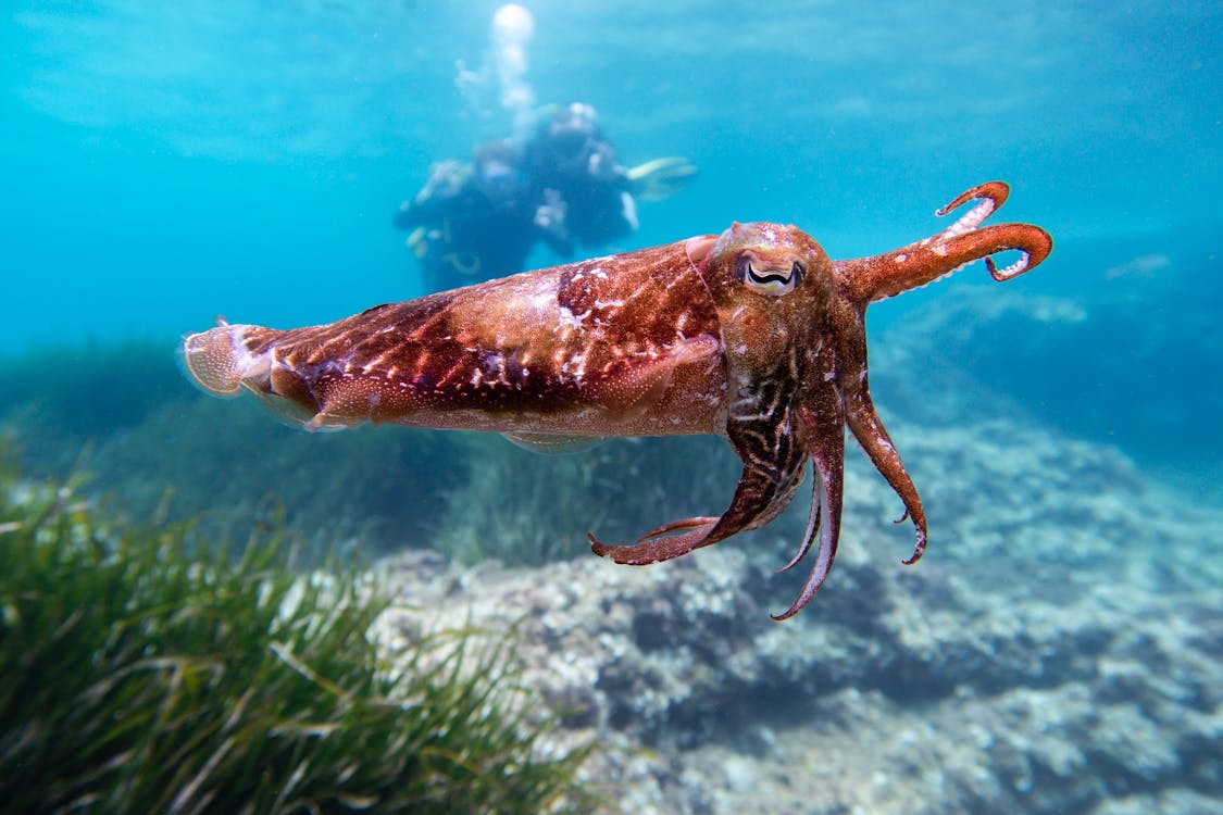 A Close-Up Shot of a Cuttlefish in the Sea