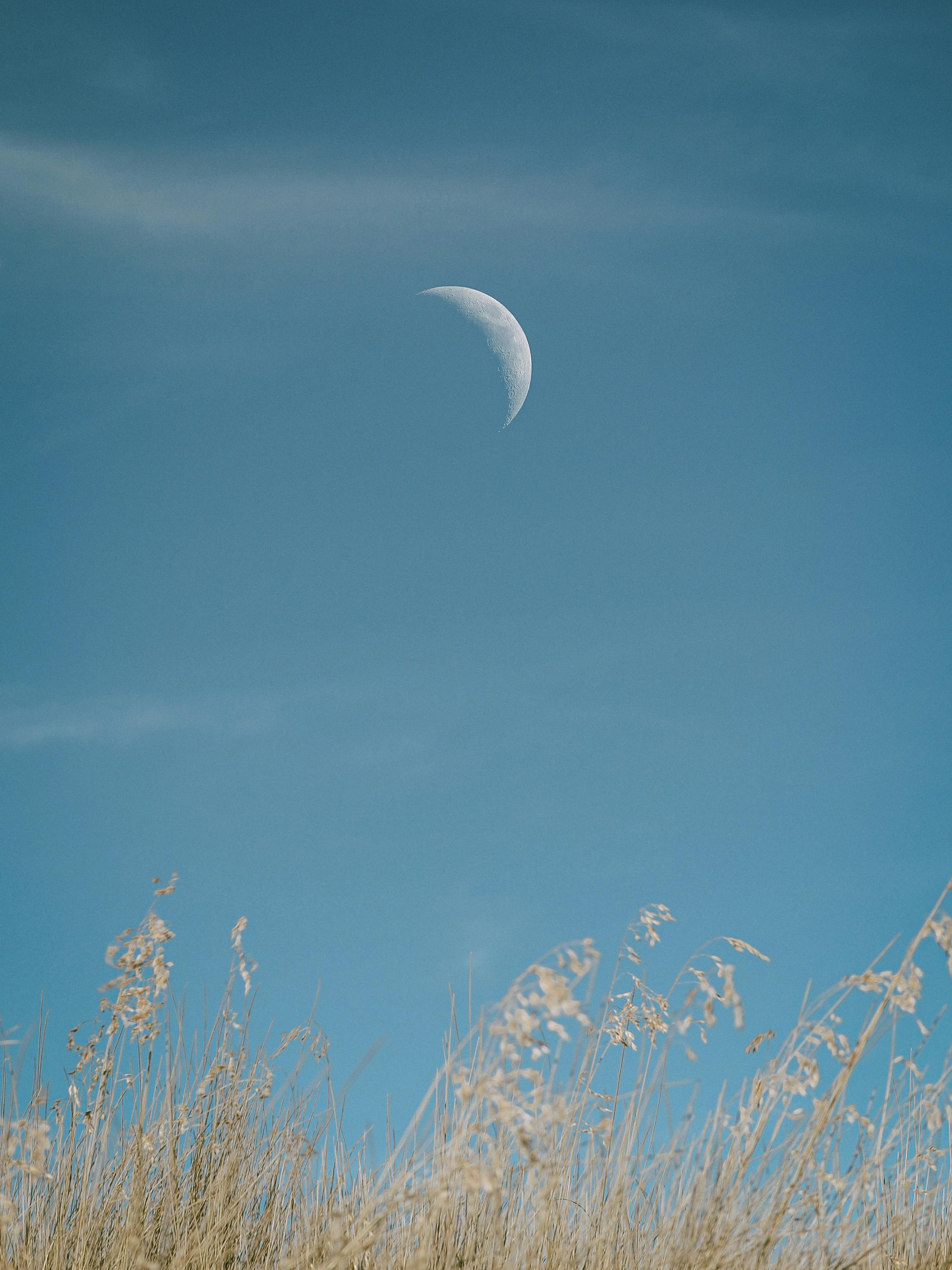 Crescent moon in a clear blue sky above golden grass. Tranquil nature scene.
