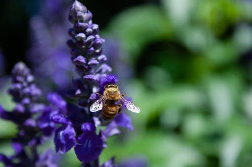Gratis arkivbilde med bie, blomster, dyreliv
