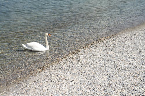 ビーチ, 動物, 白鳥の無料の写真素材