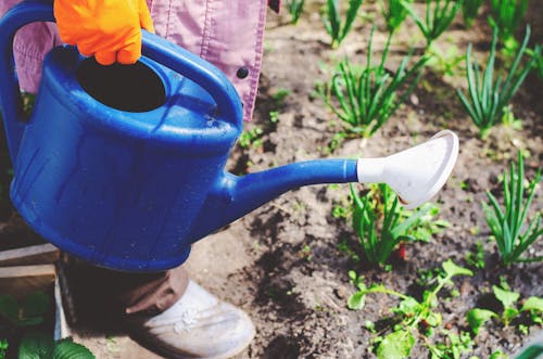 Close-up of Person Watering a Vegetable Patch with a Blue Watering Can 