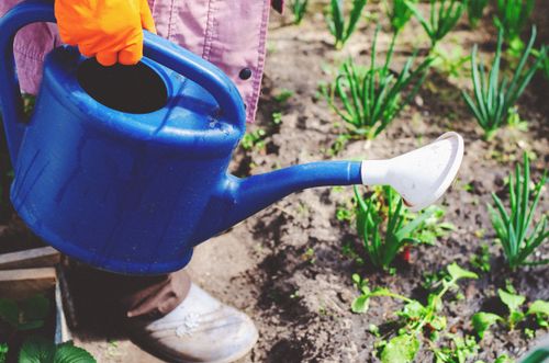 Free Close-up of a gardener watering a vegetable patch using a blue watering can outdoors in summer. Stock Photo