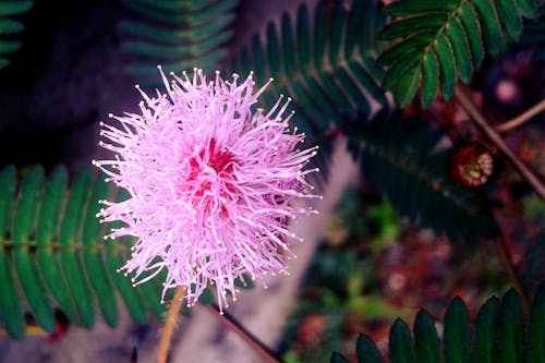 Free stock photo of beautiful flowers, mimosa pudica