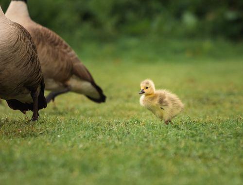Free A cute gosling walks alongside adult geese on a lush grassy field. Stock Photo