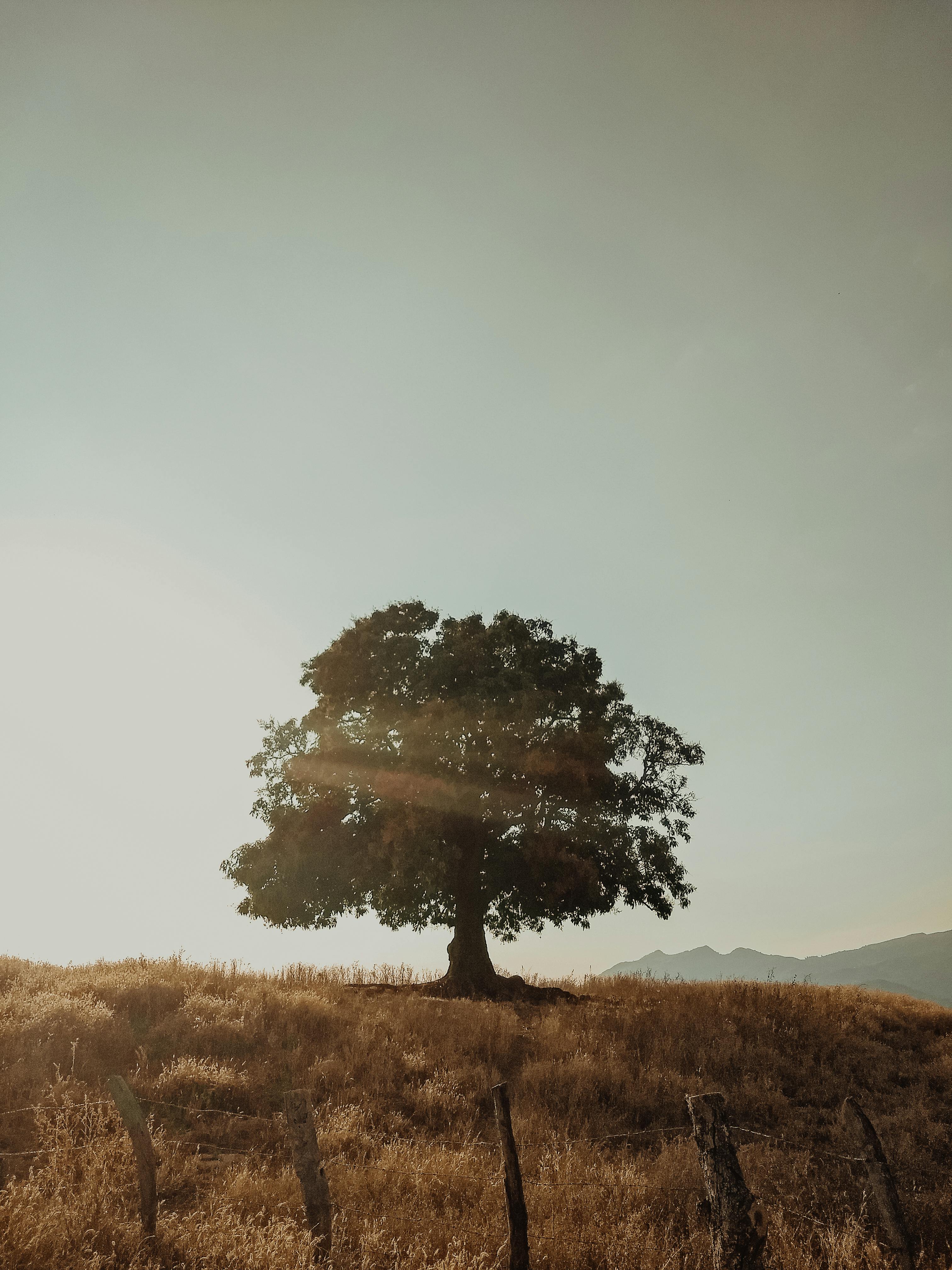 A lone tree stands on a grassy hill under a clear, sunlit sky, creating a tranquil nature scene.