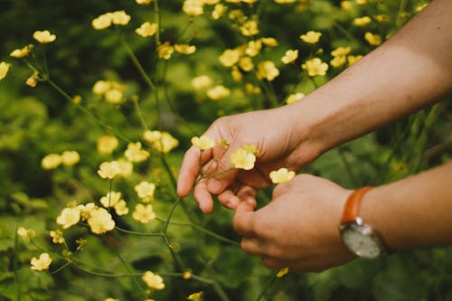 Безкоштовне стокове фото на тему «делікатний, жовті квіти, зростання»