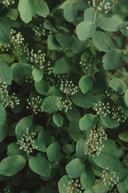 Detailed close-up of budding green leaves on a Spiraea shrub capturing natural growth.