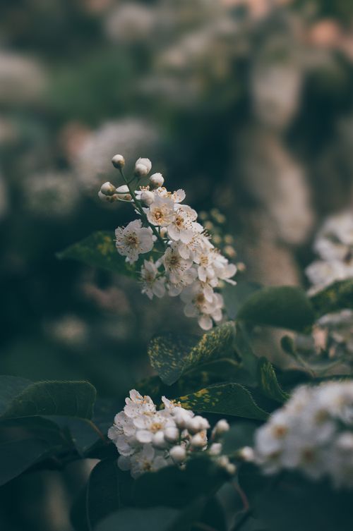 Free Close-up of delicate white flowers blooming with green foliage in a tranquil setting. Stock Photo