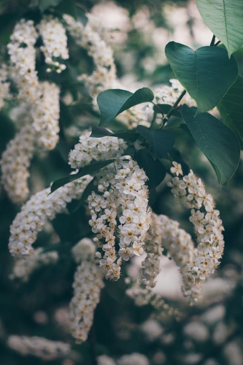 A White Flowers With Green Leaves