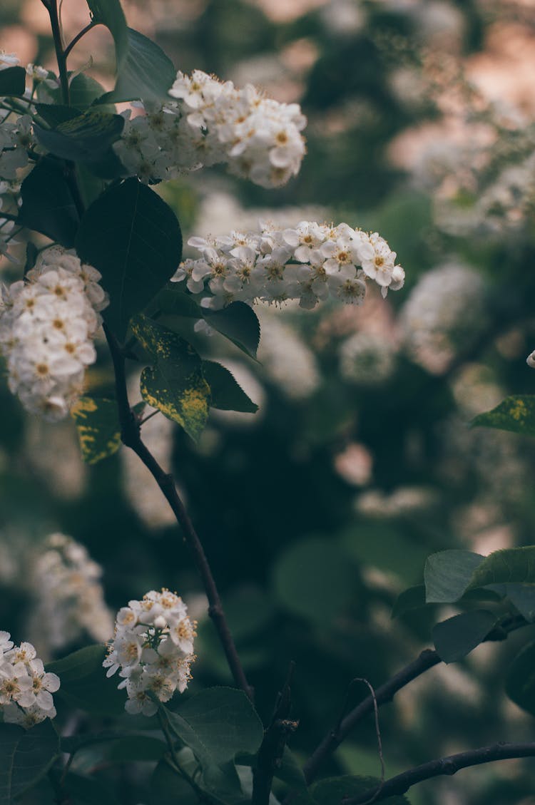 White Buds On Twig