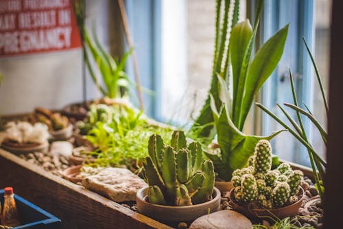 Cactusplanten Op Bruine Pot