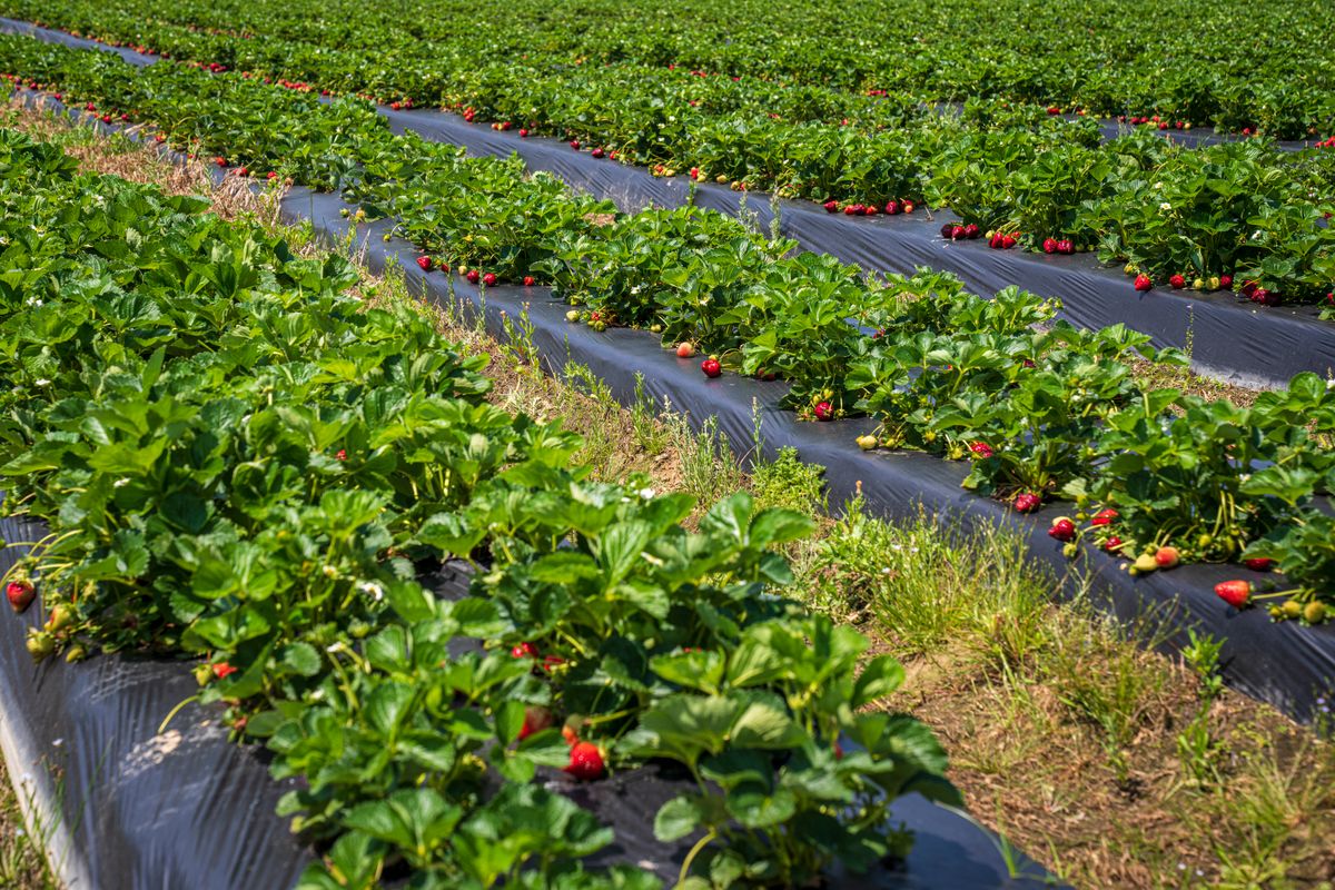Strawberry Festival in Garden Grove, California