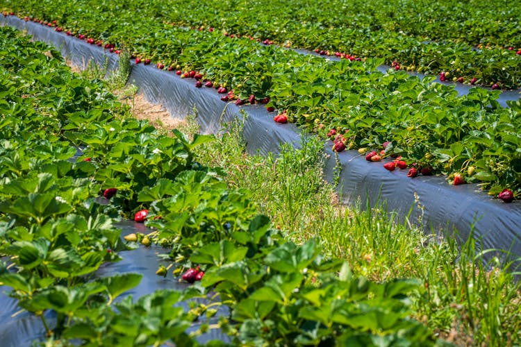 Photo Of A Strawberry Field