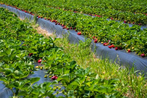 Free Lush strawberry plants ready for harvest under the summer sun. Stock Photo