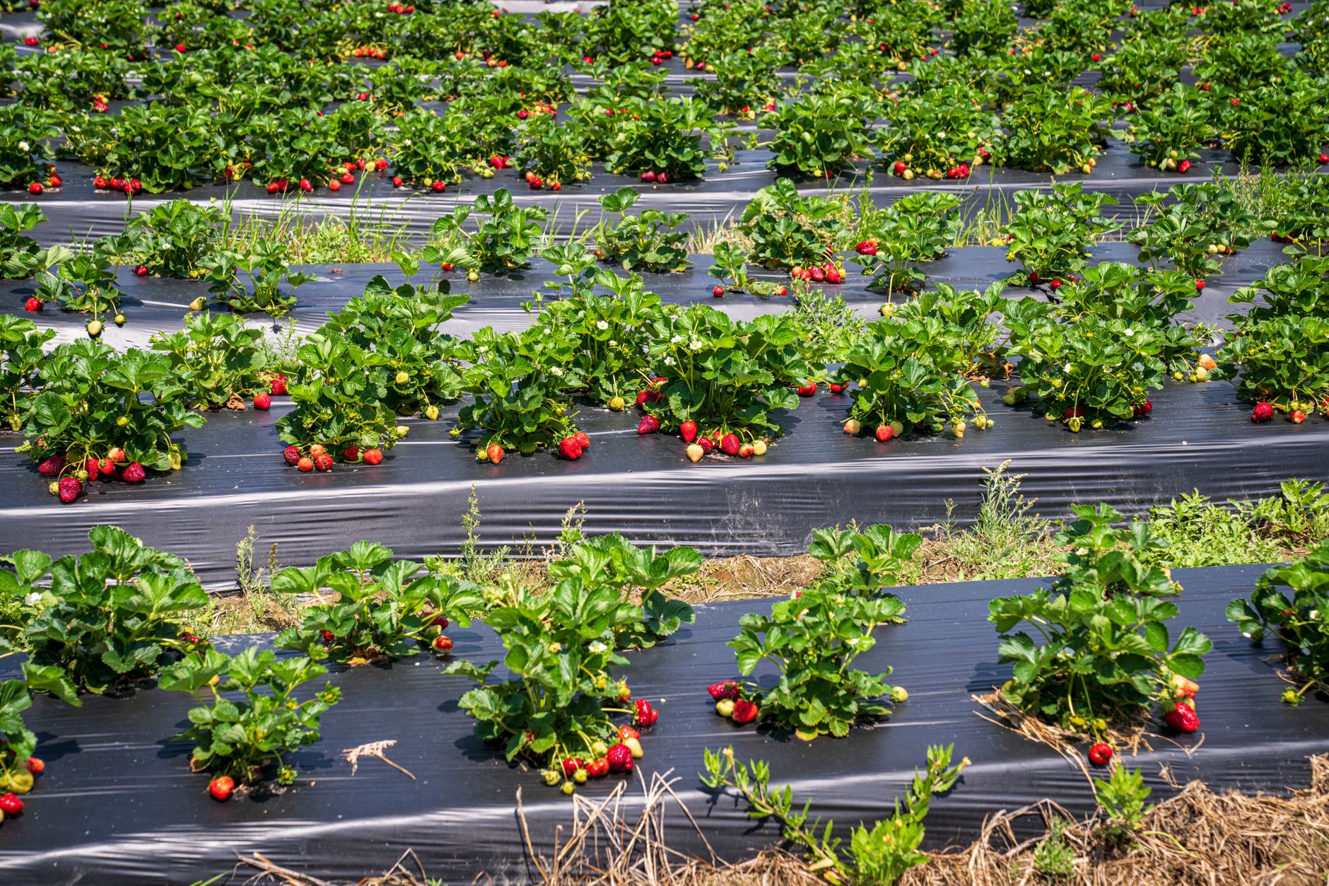 Daftar Titik Kebun Strawberry Ciwidey Terbaik Versi Pengujian Lapangan - ciwidey kebun strawberry Daftar Titik Kebun Strawberry Ciwidey Terbaik Versi Pengujian Lapangan - ciwidey kebun strawberry