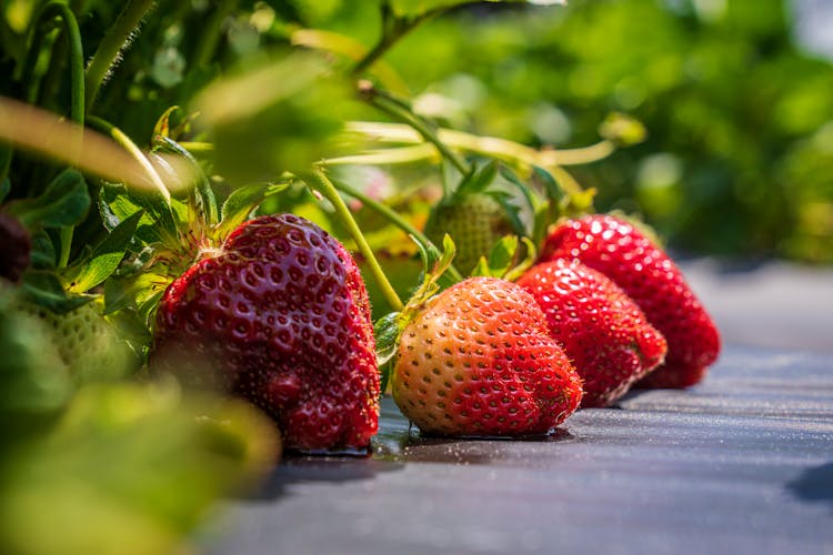 Strawberries Growing In Greenhouse