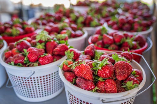 Free Strawberries in Buckets Stock Photo