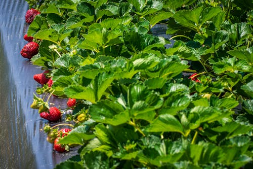 Ripe Strawberries and Green Leaves