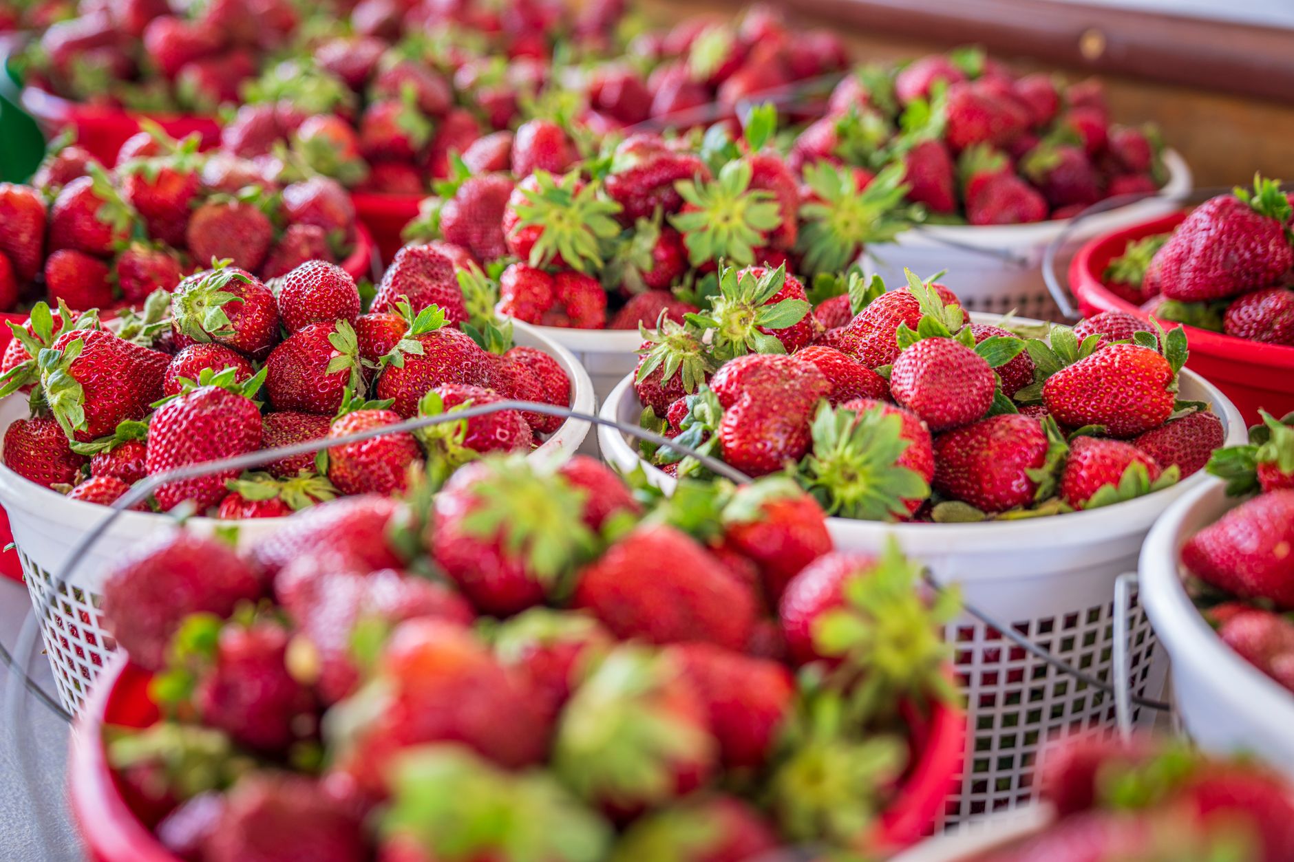 Buah strawberry Ciwidey segar berkualitas tinggi langsung dari kebun petani lokal Buah strawberry Ciwidey segar berkualitas tinggi langsung dari kebun petani lokal