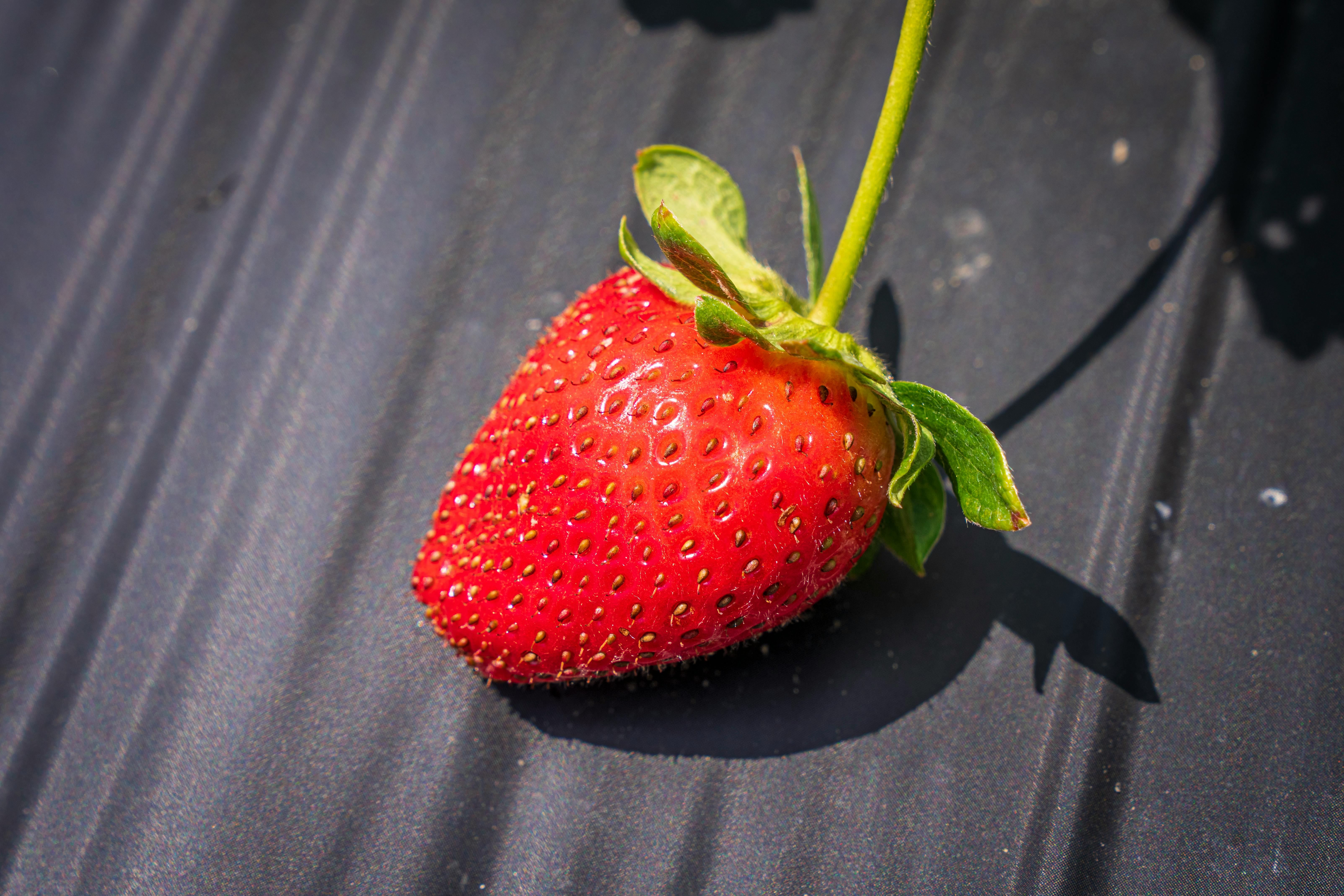Photo of a Strawberry on Black Background · Free Stock Photo