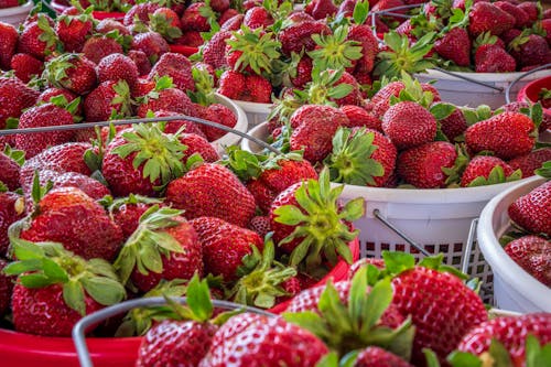 Free Strawberries in Bucket Stock Photo