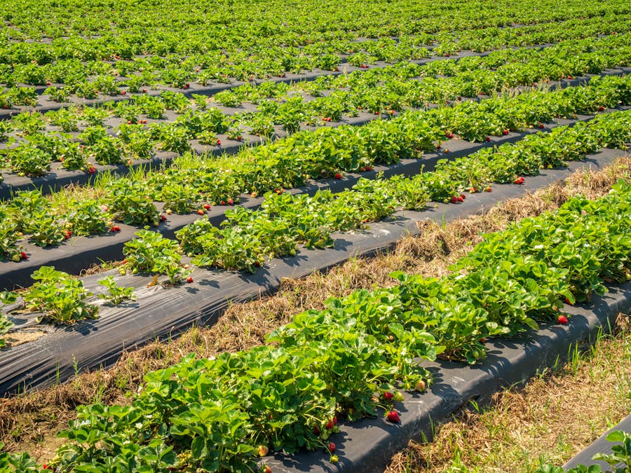 Which field can make you millionaire?