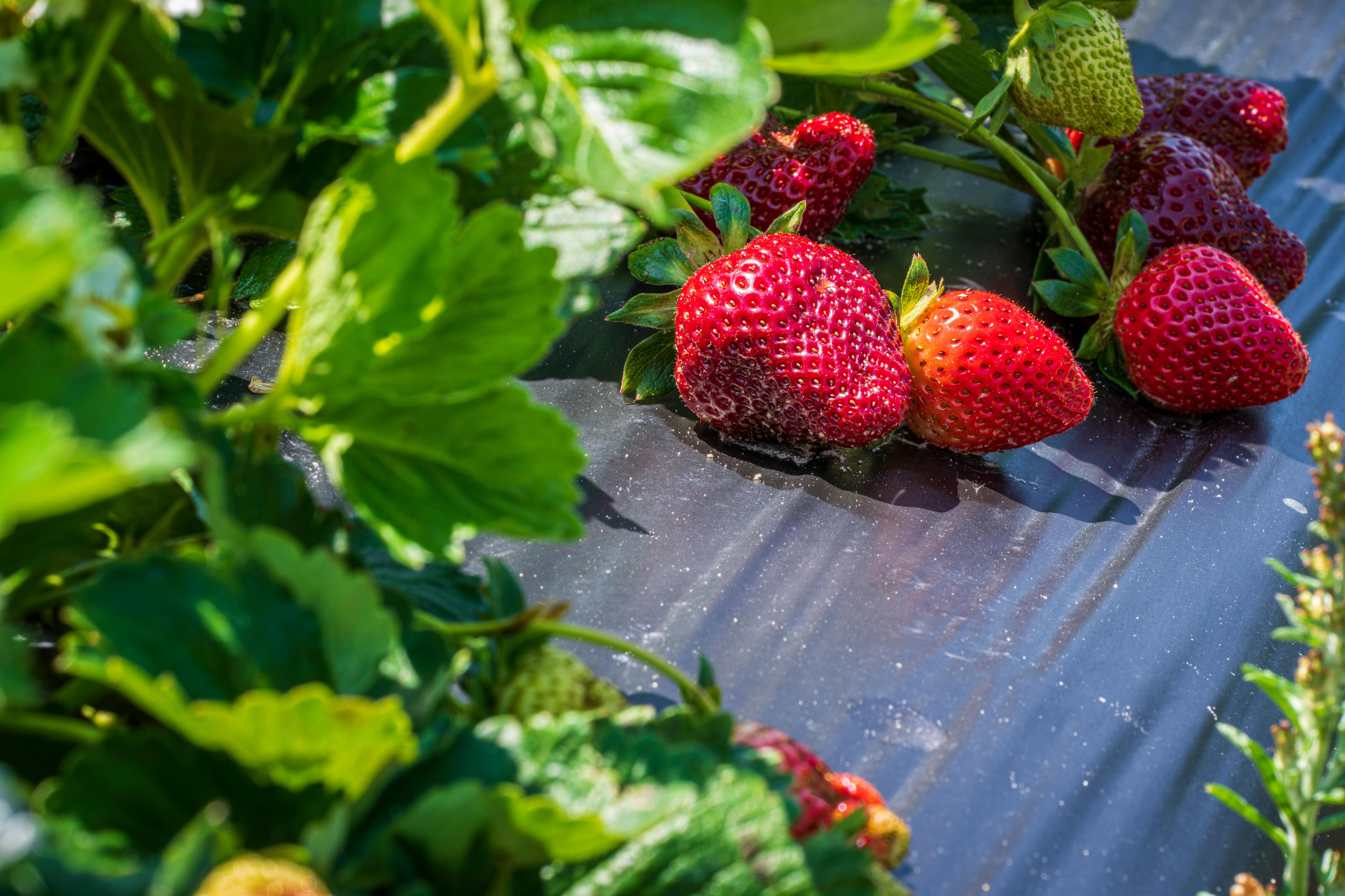 Close-up of ripe red strawberries in a sunlit garden setting, emphasizing organic growth.