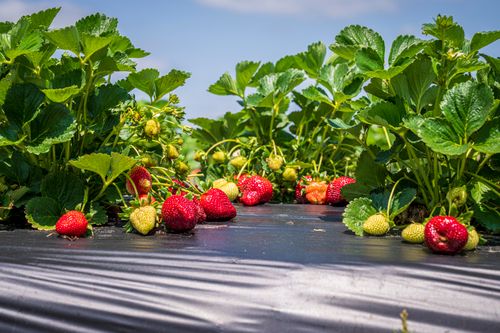 Free Close-up of ripe and unripe strawberries growing on a sunny farm day. Stock Photo