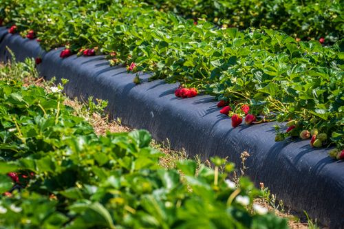 Free A close-up of ripe strawberries growing in a lush green field under bright sunlight, showcasing agriculture. Stock Photo