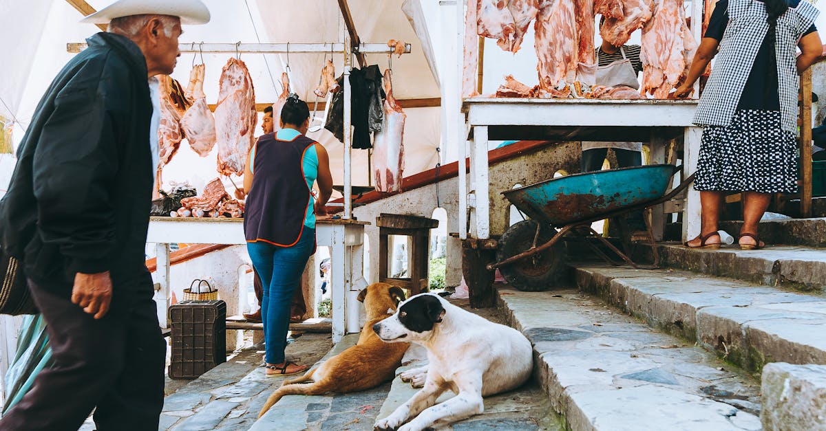 Orchideen sind giftig für Hunde! Hundebande