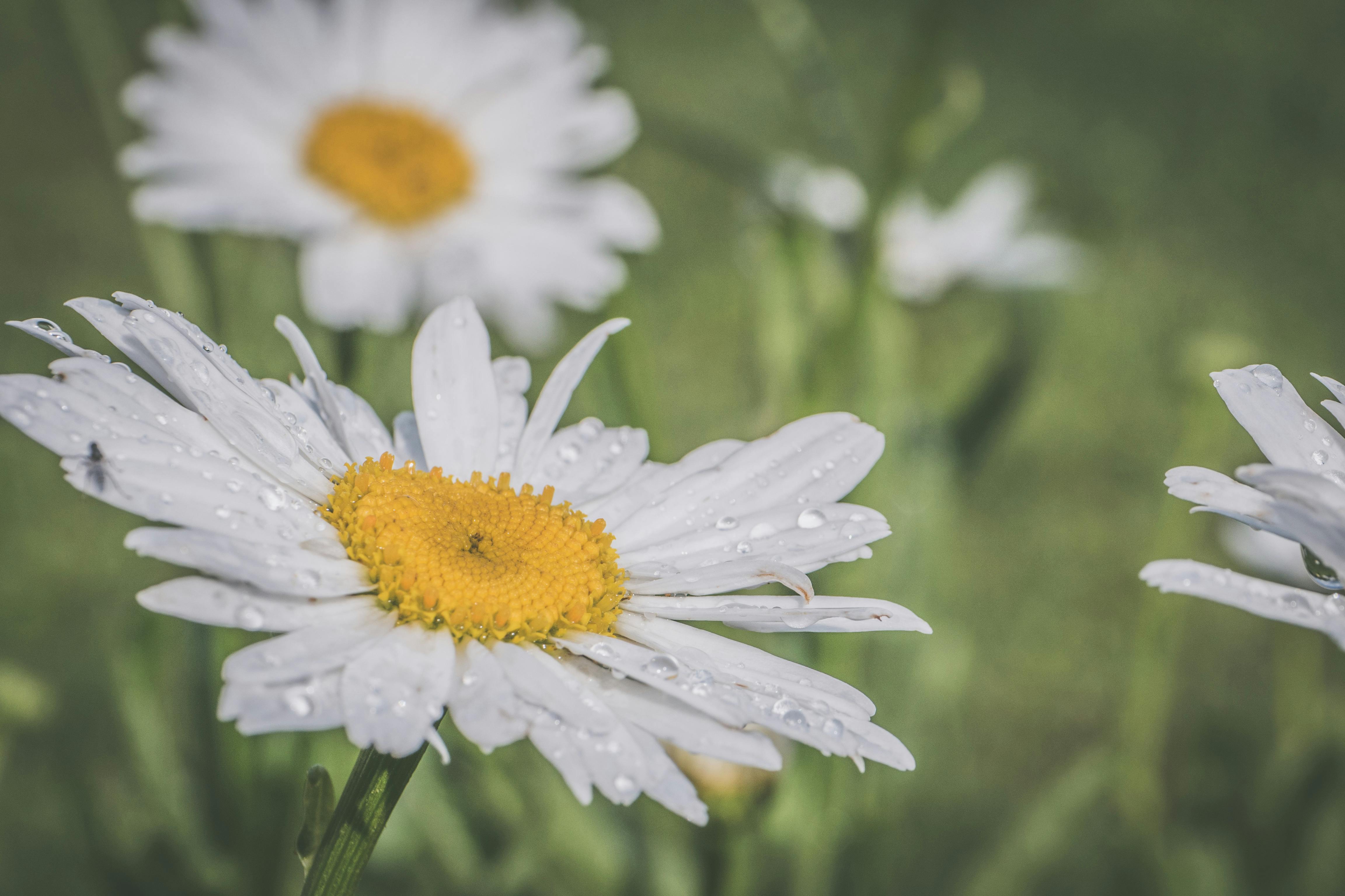 Download White Daisies · Free Stock Photo