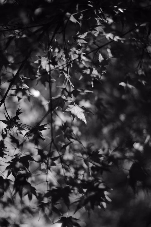 Free Dramatic chiaroscuro effect on maple leaves in a vertical black and white shot outdoors. Stock Photo