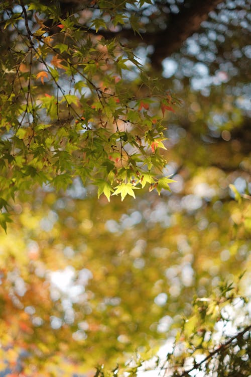 Photos gratuites de arbres, automne, doré